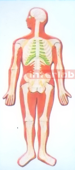 SMALL HANGING HUMAN SKELETAL NERVES SYSTEM MODEL